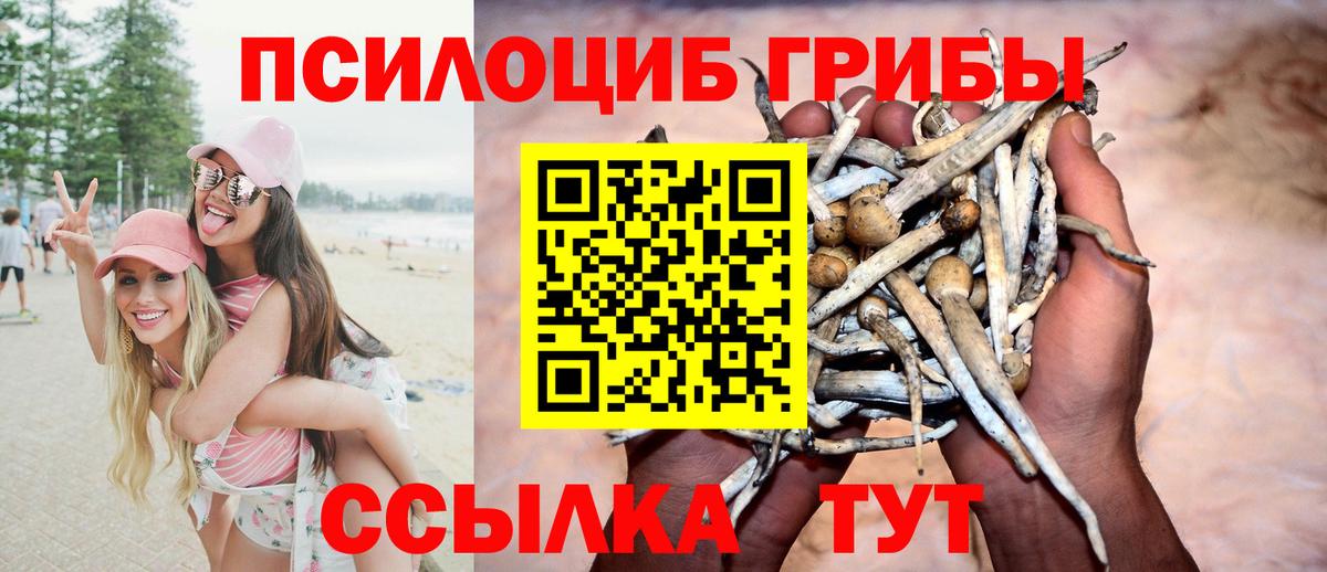 Псилоцибиновые грибы мицелий Кингисепп