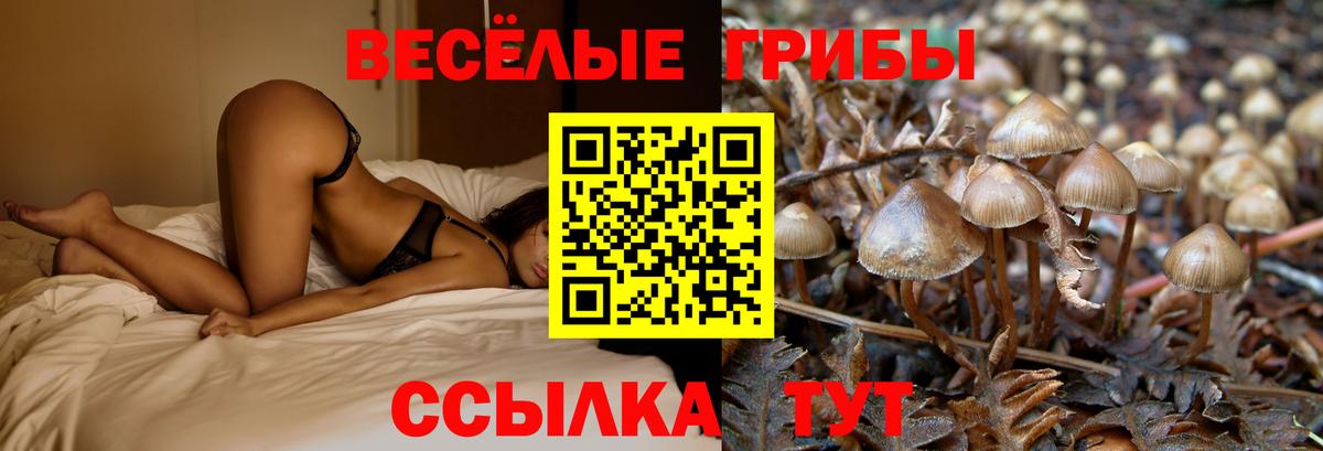 Кингисепп  Псилоцибиновые грибы прущие грибы  Галлюциногенные грибы мицелий  Вход с VPN 
